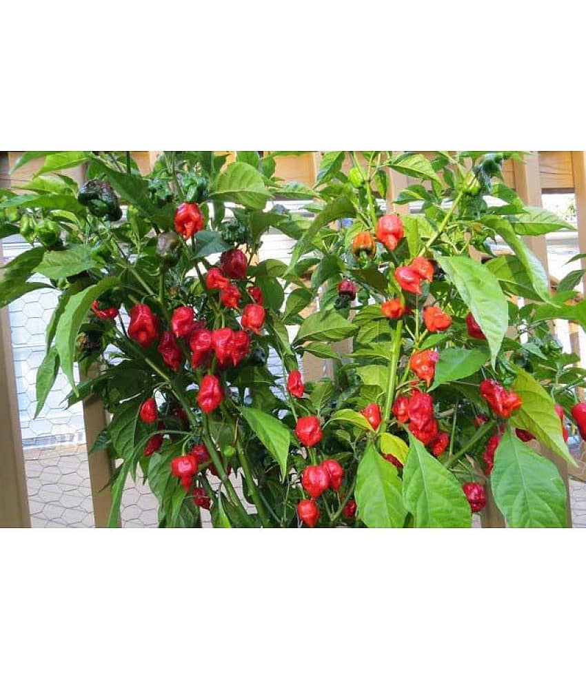 Worlds Hottest Chili Pepper" Carolina Reaper Chili Pepper 20+ Seeds PACK WITH USER MANUAL FOR INDOOR OUTDOOR GARDENING