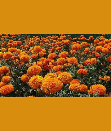 homeagro - Marigold Flower ( 50 Seeds )