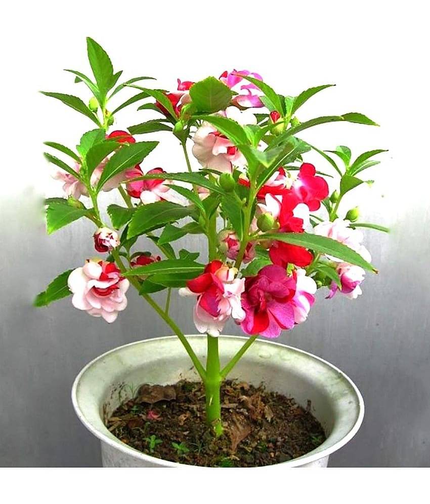 homeagro - Balsam Mixed Flower ( 20 Seeds )