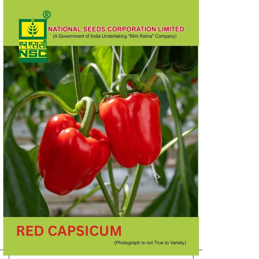 NSC Red Capsicum Seed