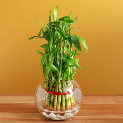 Three Layer Bamboo In Round Glass Vase Three Layer Bamboo In Round Glass Vase