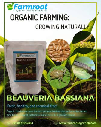 FARM BEAUVERIA BASSIANA  (Pack of 1*10KG)