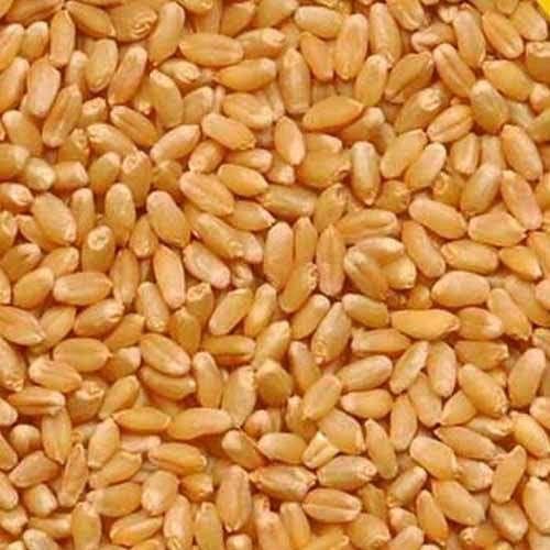Sharbati Wheat