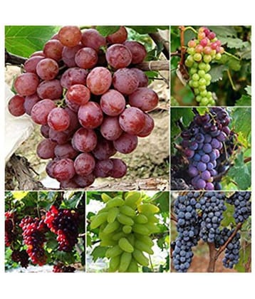 Grape Seeds Vitis Vinifera Delicious Fresh Fruit Mixed Seeds 20 SEEDS PACK