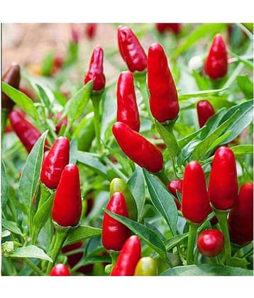 Recron Seeds Hot Pepper Red Chilli Sampurna - Vegetable Pack Of 50 Seeds