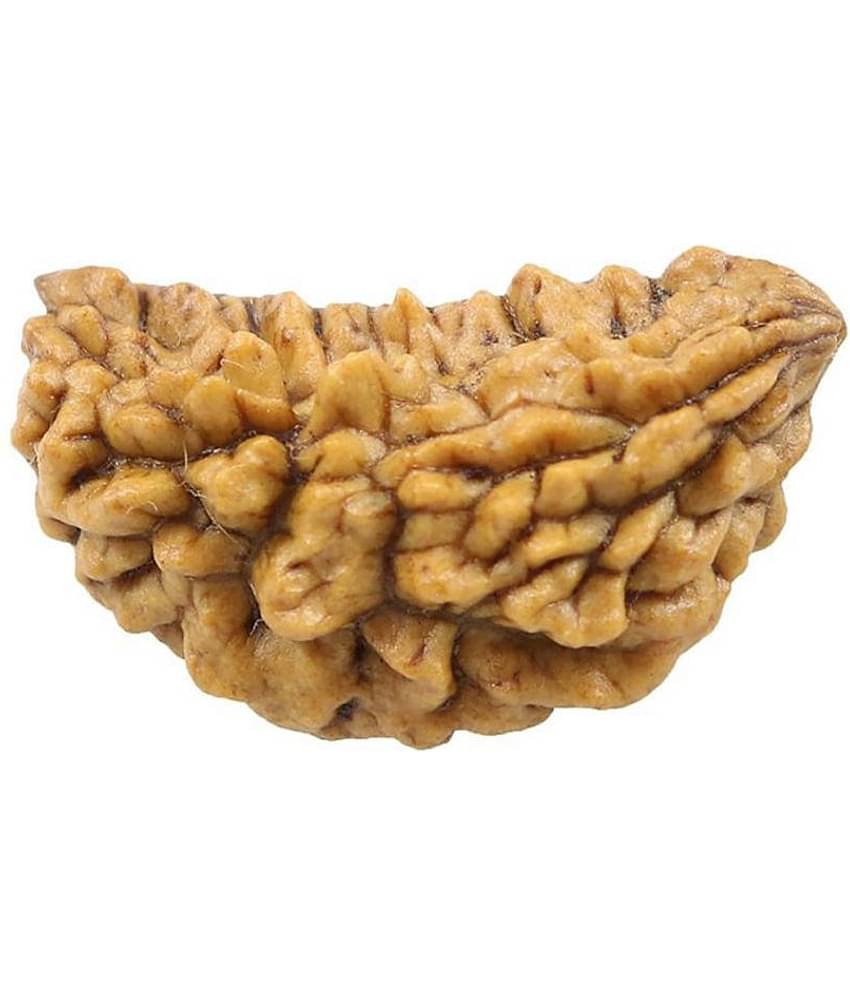 Certified Natural Real 1 Face 1 Mukhi Rudraksha Bead Nepali Loose Chakra Healing Daily Use