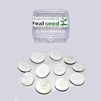 Real Seed Gomati Chakra Energized Mantra Siddha Rare Stoneware Yantra (Standard Size, White) - Pack of 11