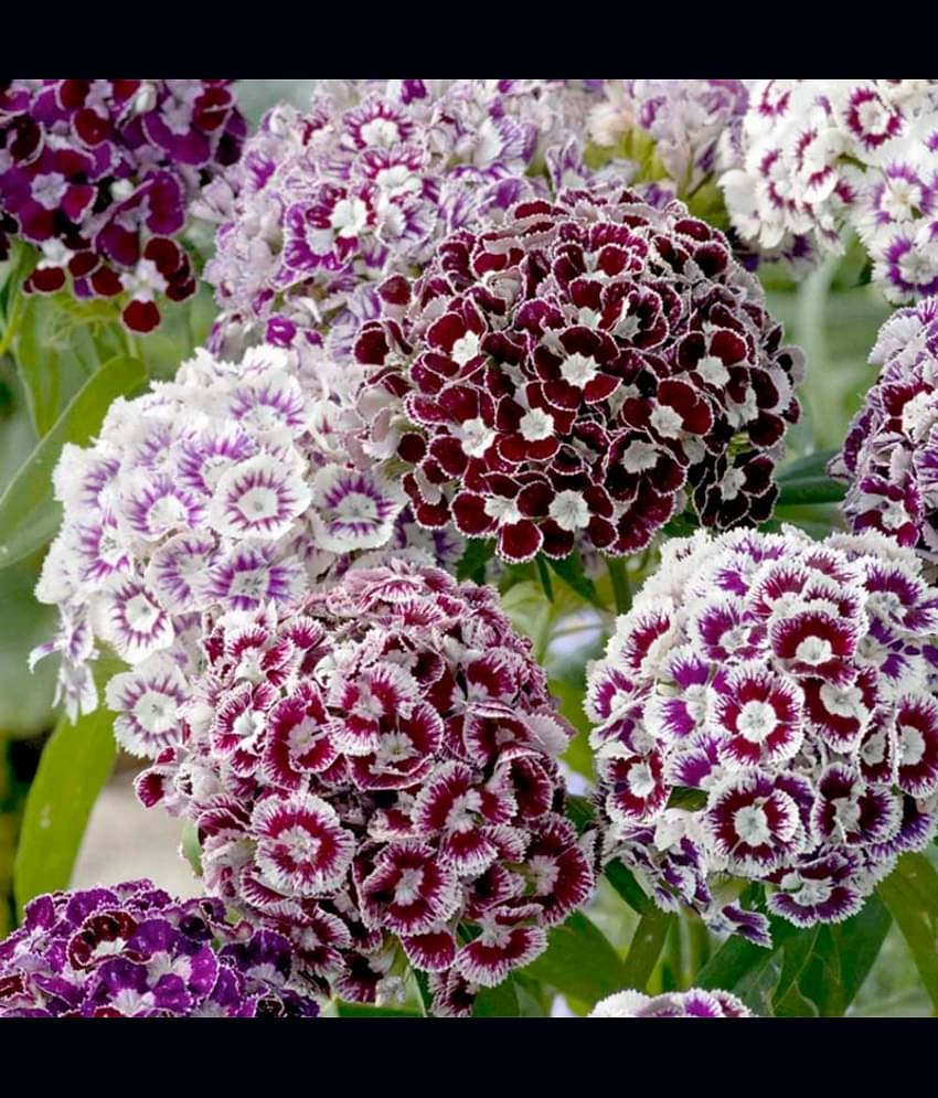 CLASSIC GREEN EARTH - Sweet William Flower ( 70 Seeds )