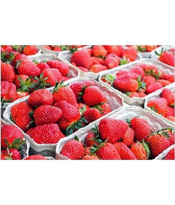 Strawberry Alpine Fragaria 20 Seeds Pack