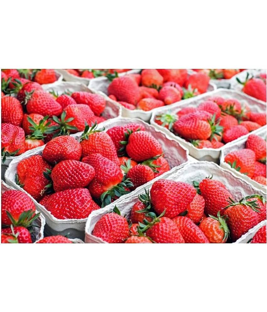 Strawberry Alpine Fragaria 20 Seeds Pack