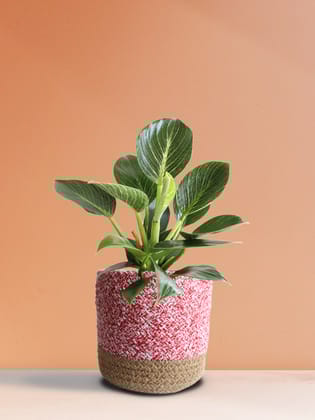 Philodendron Birkin (Medium)