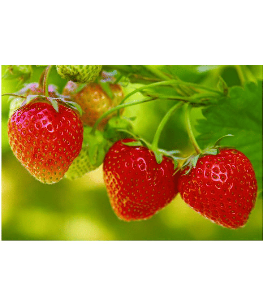 Premium Strawberry High Germination Hybrid Seeds