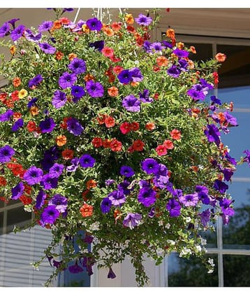 Flower Seeds : Petunia Dwarf Mix Home Plant Seeds For Pot Gardening (Garden Flower Seeds) Garden Plant Seeds By OhhSome