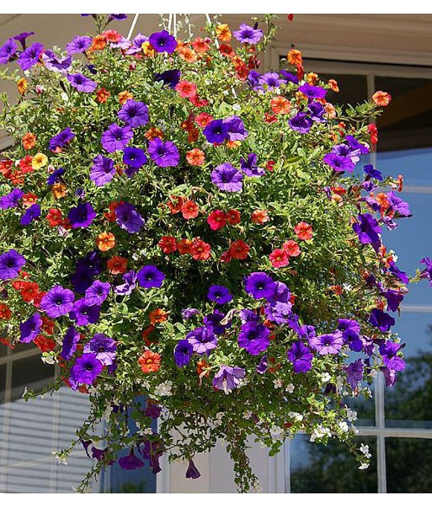 Flower Seeds : Petunia Dwarf Mix Home Plant Seeds For Pot Gardening (Garden Flower Seeds) Garden Plant Seeds By OhhSome