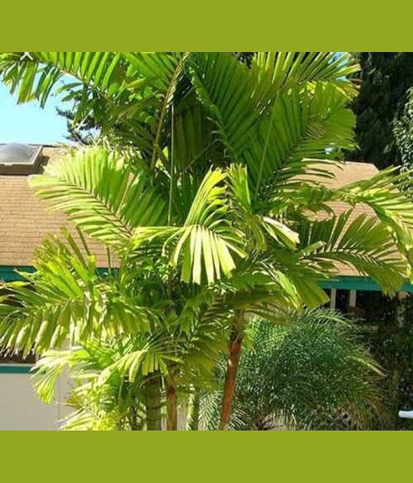 Areca Palm Seeds For Indoor/Outdoor Gardening Plant Seeds 10 product by Green Earth