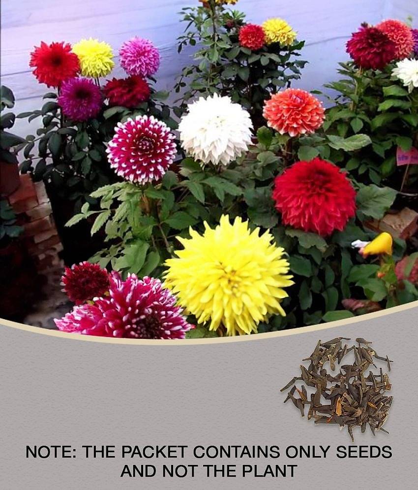 MIX COLOR PREMIUM DAHLIA FLOWER 100 SEEDS COMBO PACK MORE THAN 5 COLOR PLANT SEEDS WITH FREE GIFT COCO PEAT AND USER MANUAL FOR HOME GARDENING