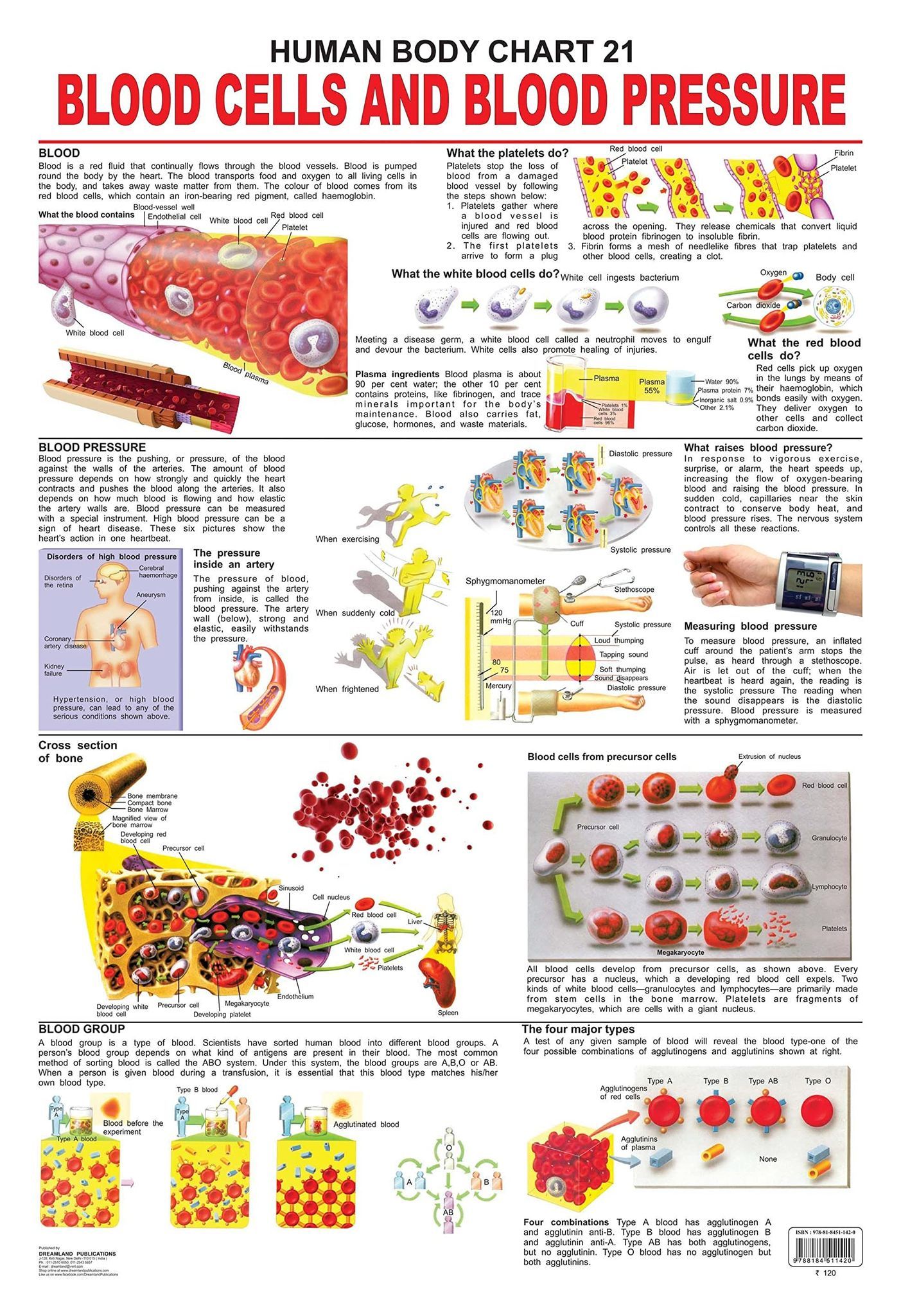 The Blood Group, Cells & Pressure Wall Chart (Human Body Chart) - Both Side Hard Laminated (Size 48 x 73 cm) [Paperback] Dreamland Publications