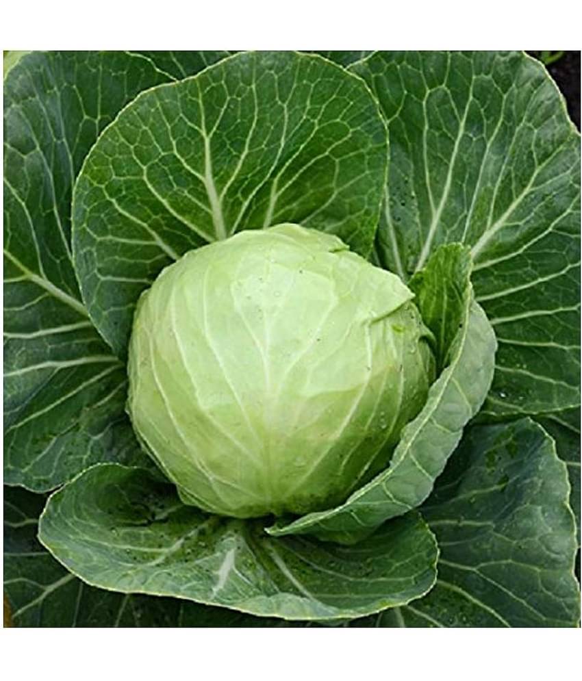 Cabbage Vegetable Seeds (Around 50 Seeds) with growing cocopeat