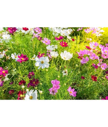homeagro - Cosmos Mixed Flower ( 20 Seeds )