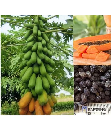 Garden plants Thai Papaya Organic Variety Dwarf Fruit - 50 Seeds