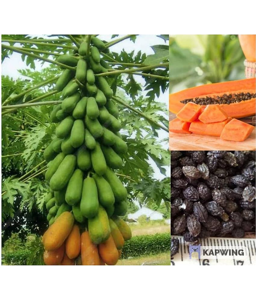 Garden plants Thai Papaya Organic Variety Dwarf Fruit - 50 Seeds