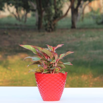Red Orion Modern Pot-Red / 6 Inch / Pack of 4