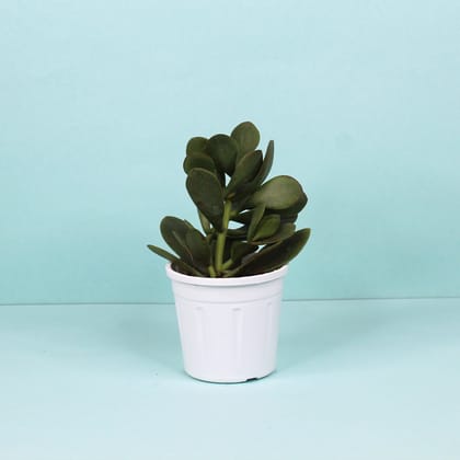 Crassula Ovata Plant-Grow Pot / White