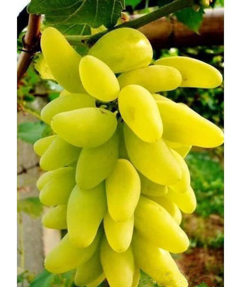 Creative Farmer Fruit Seeds Golden Green Sweet Grape Professional Organic Seed Fruit Plant Seeds For House Kitchen Garden Fruit Seeds Pack