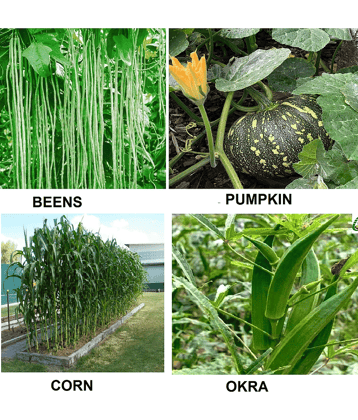 beans + pumpkin +okra +corn 100+ seeds
