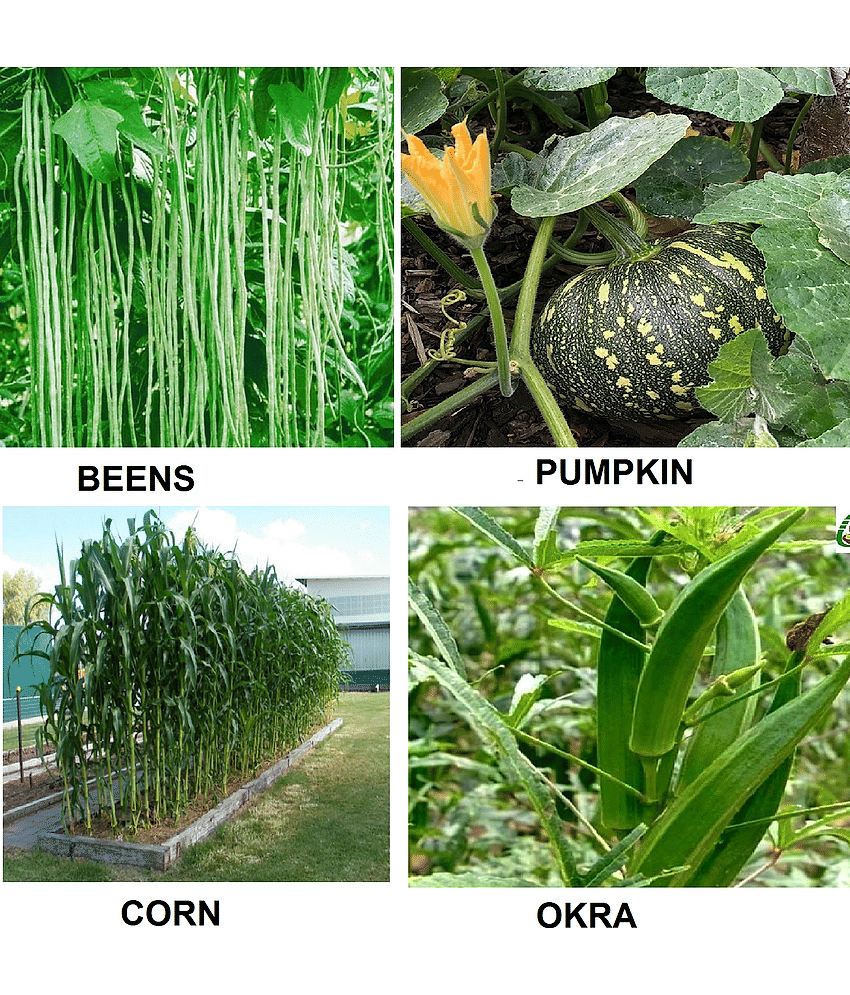 beans + pumpkin +okra +corn 100+ seeds
