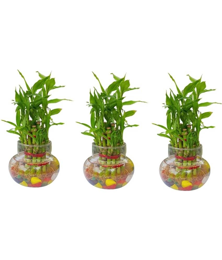 Green plant indoor - Green Wild Artificial Flowers With Pot ( Pack of 3 )