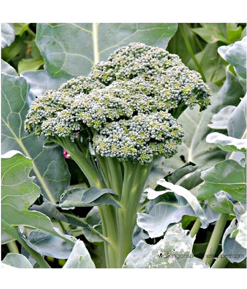 Broccoli hybrid seeds - 50 seed