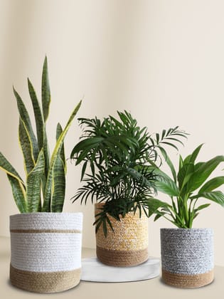 Green Air-Purifying Plants for Bedroom