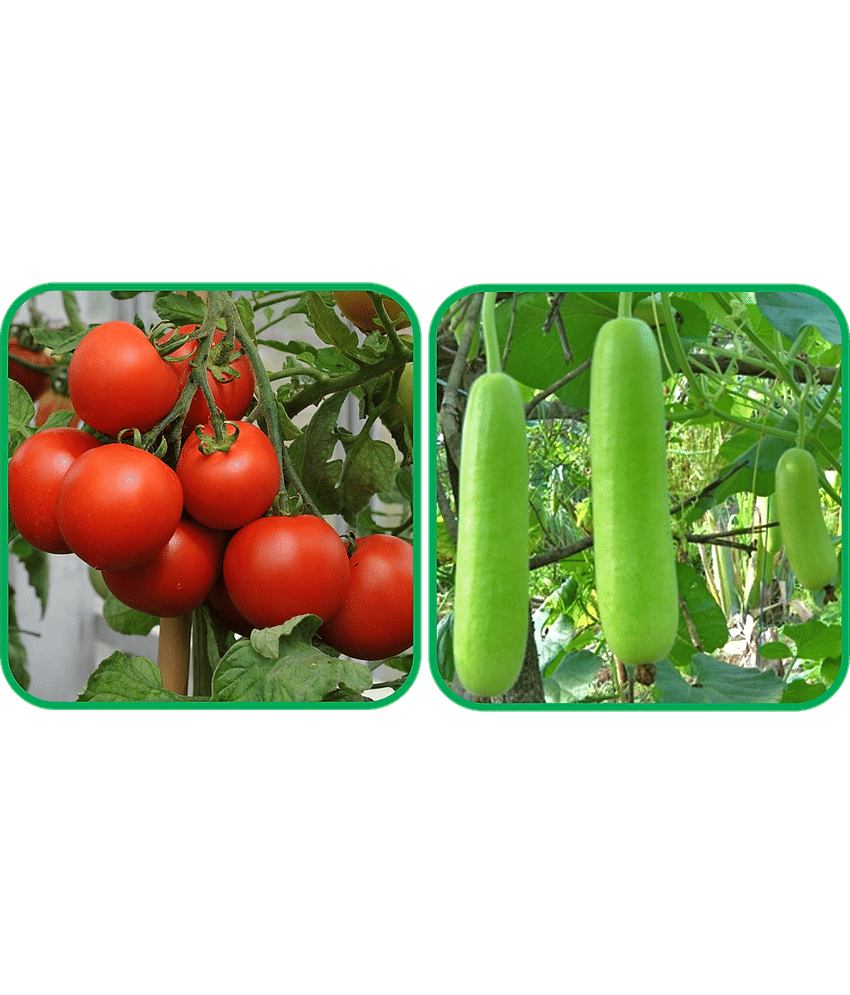 Aero Seeds Bottle Gourd Long ( 30 Seeds) And Tomato ( 50 Seeds) Vegetable Seeds Pack