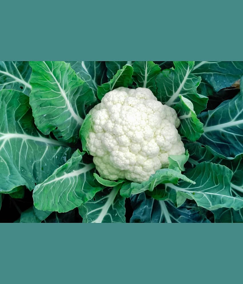 Cauliflower phoolgobhi 100 seeds high germination seeds with instruction manual