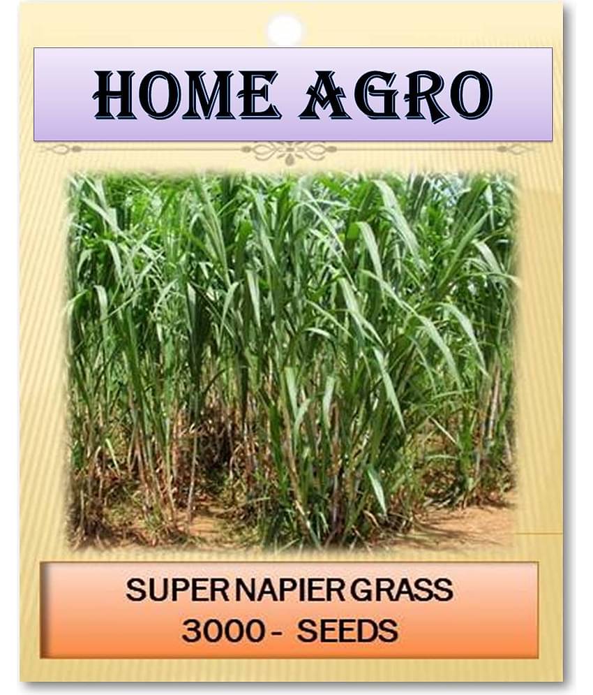 homeagro - Grass Seeds ( 3000 )