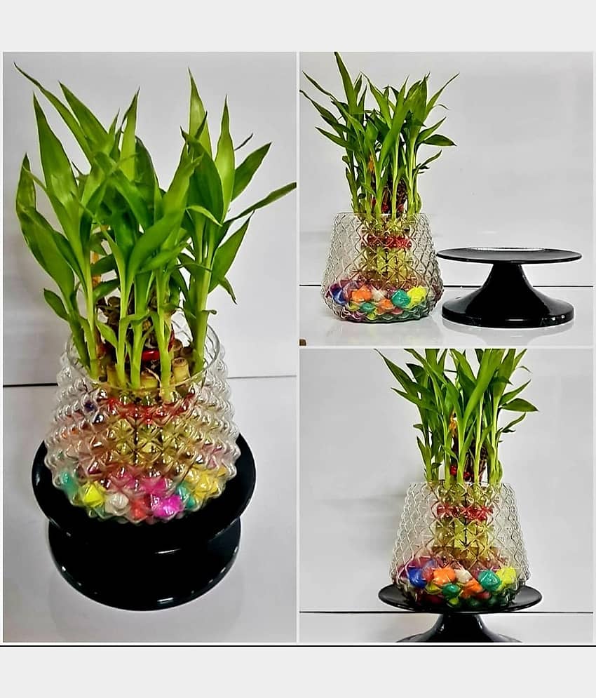 R.R.V. International Indoor Bamboo Plant ( Pack of 1 )