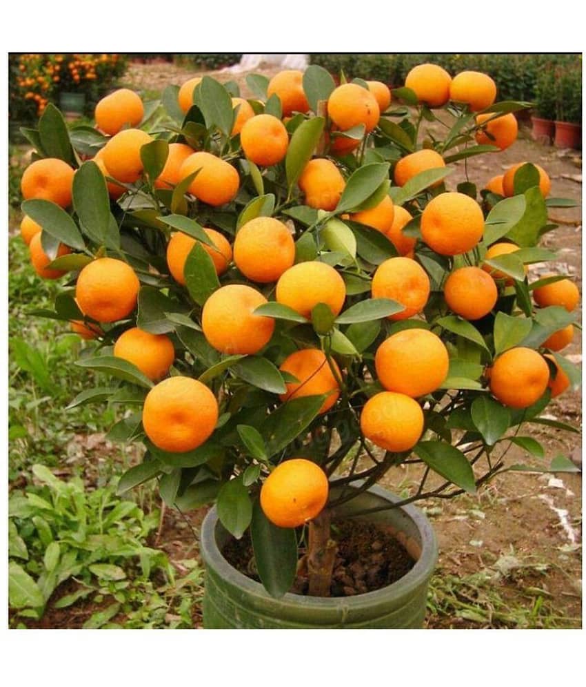 Azalea gardens Indoor Dwarf 10 Pcs hybrid orange dwarf fruit seeds