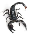 Scorpion