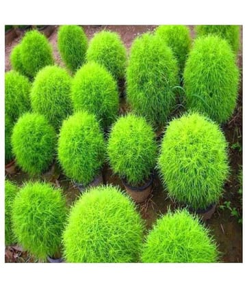 Recron Seeds Kochia Plant, Burning Bush - Foliage Plant 30 Seeds