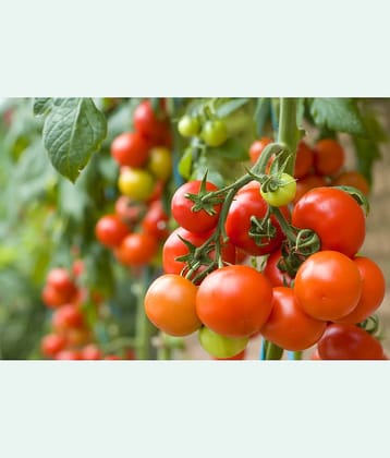 homeagro - Tomato Vegetable ( 100 Seeds )