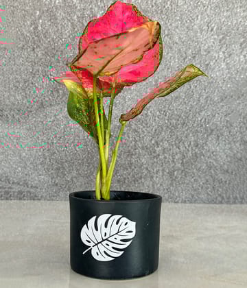Aglaonema Valentine in Leaf Ceremic Planter