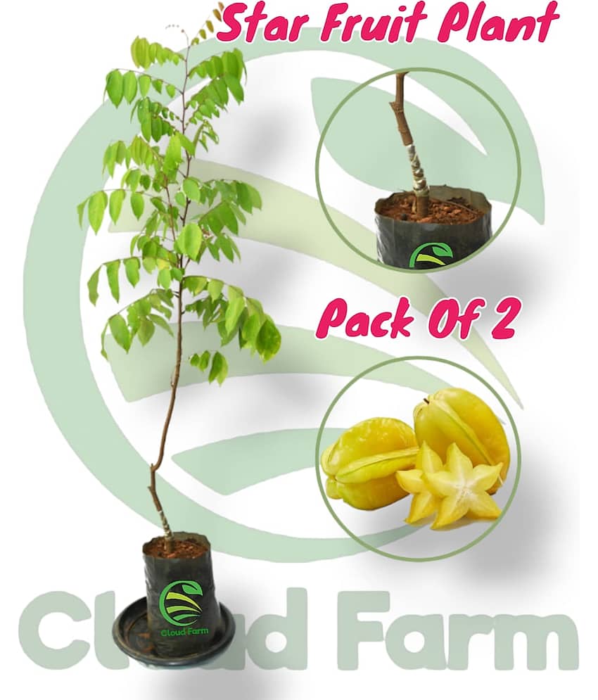 Cloud Farm Outdoor Fruit Plant ( Pack of 2 )