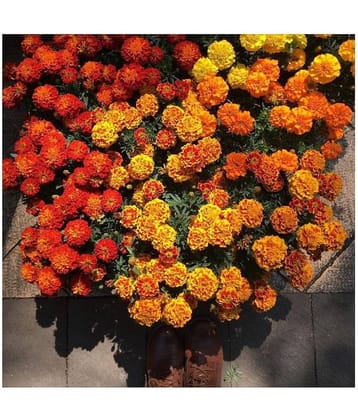 Marigold Mix Flower Seeds 30 Seeds Pack