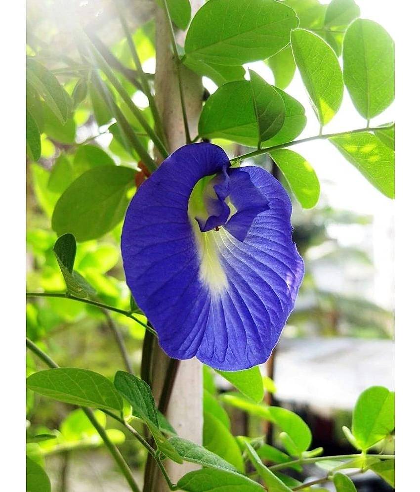 CLASSIC GREEN EARTH - Pea Flower ( 50 Seeds )
