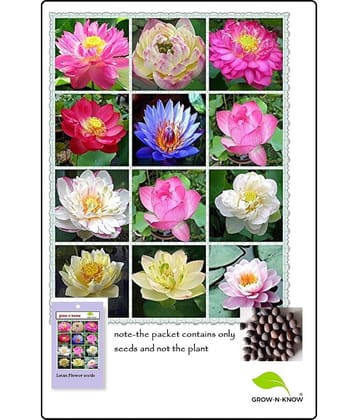 GROW-N-KNOW Lotus Flower ( 20 Seeds )