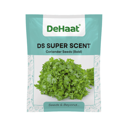 DS SUPER SCENT CORIANDER SEEDS (BOLD)