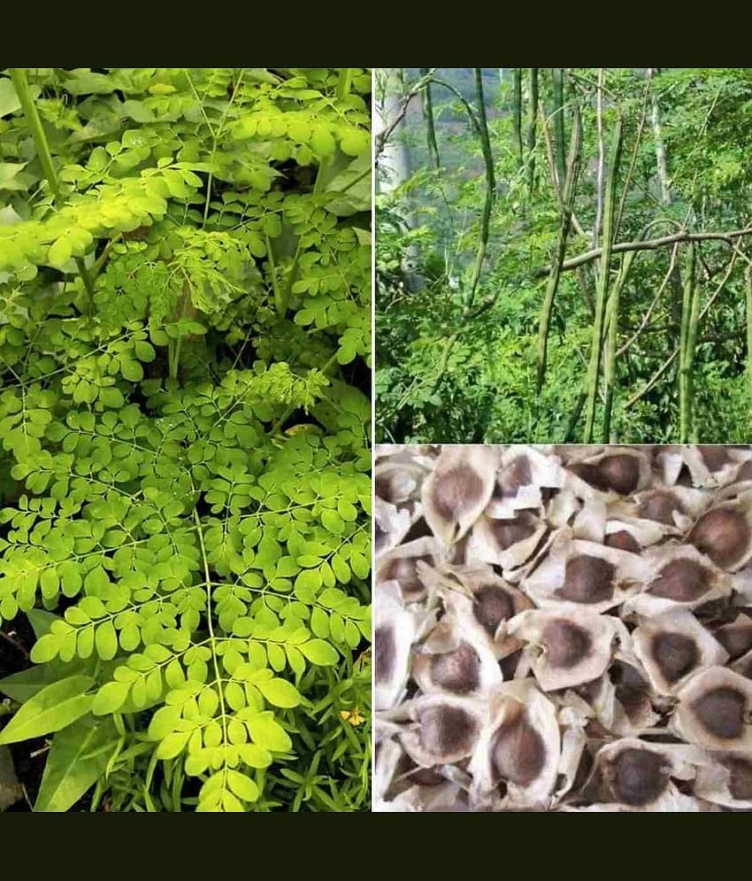 homeagro - Moringa Vegetable ( 15 Seeds )