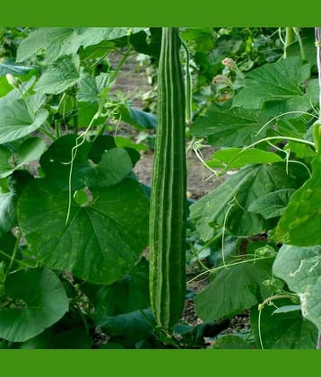 Green Ridge Gourd (Turai, Turiya Ke Beej) Vegetable Seeds Pack Of 30 | Organic | for Planting in Home Kitchen Terrace Balcony Gardening