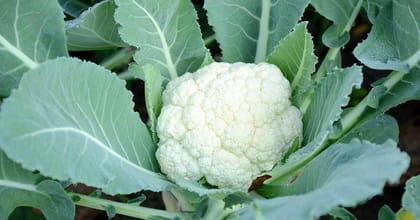 Cauliflower Seeds, Phool gobi, koli flower for Home Garden Seed Pack Of  50